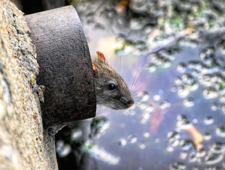 Rats In Drainpipes And Toilets: Eradication & Prevention