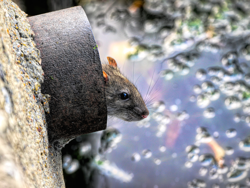 Rats in Drainpipes and Toilets: Eradication & Prevention