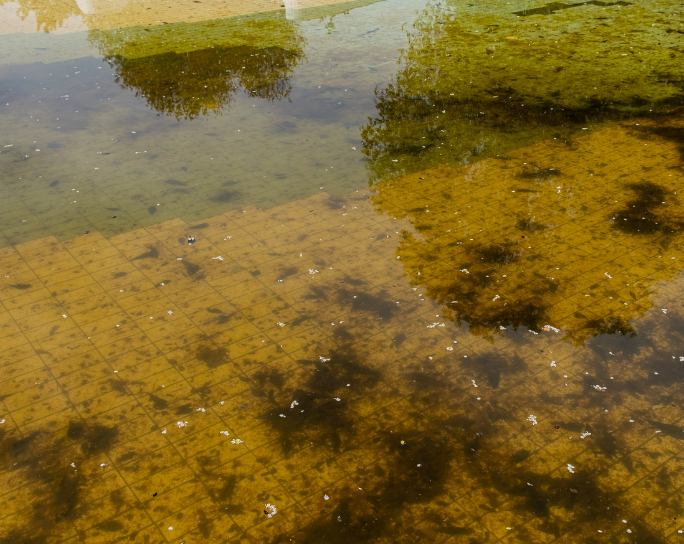 What Is Stagnant Water? Risks, Prevention & Solutions